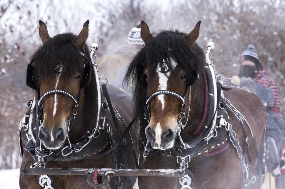 Pferdeschlitten fahren © Shutterstock